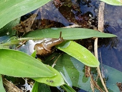 Polygyrinae