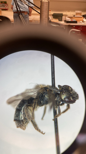 Lasioglossum sakagamii
