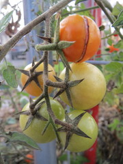 Solanum lycopersicum cerasiforme