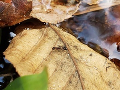 Pseudomyrmex ejectus