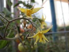 Solanum lycopersicum cerasiforme