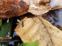 Pseudomyrmex ejectus