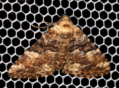 Aporoctena scierodes