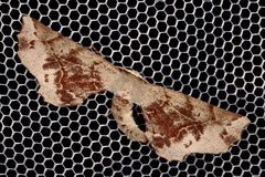 Parepisparis multicolora