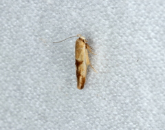 Stathmopoda liporrhoa