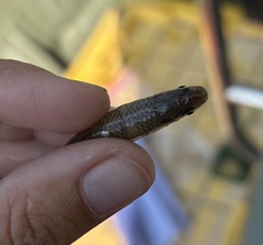 Cypress Minnow photo 4