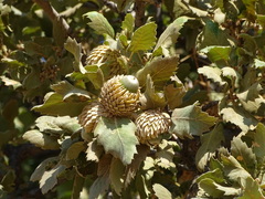 Quercus ithaburensis macrolepis