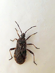 Ceraleptus