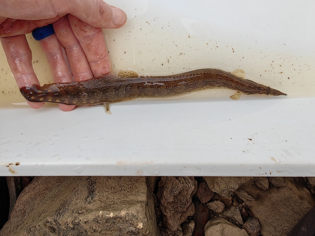 Congo spiny eel (Mastacembelus congicus) — Mastacembelidae