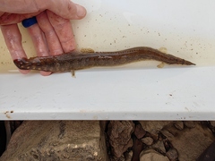 Spiny Eel photo 1
