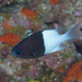 Pacific Half-and-half Chromis - Photo (c) Mark Rosenstein, some rights reserved (CC BY-NC-SA), uploaded by Mark Rosenstein