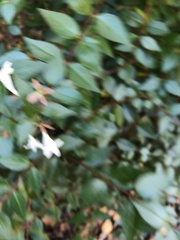 Abelia × grandiflora