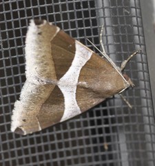 Dysgonia constricta