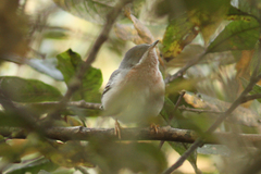 Curruca cantillans albistriata