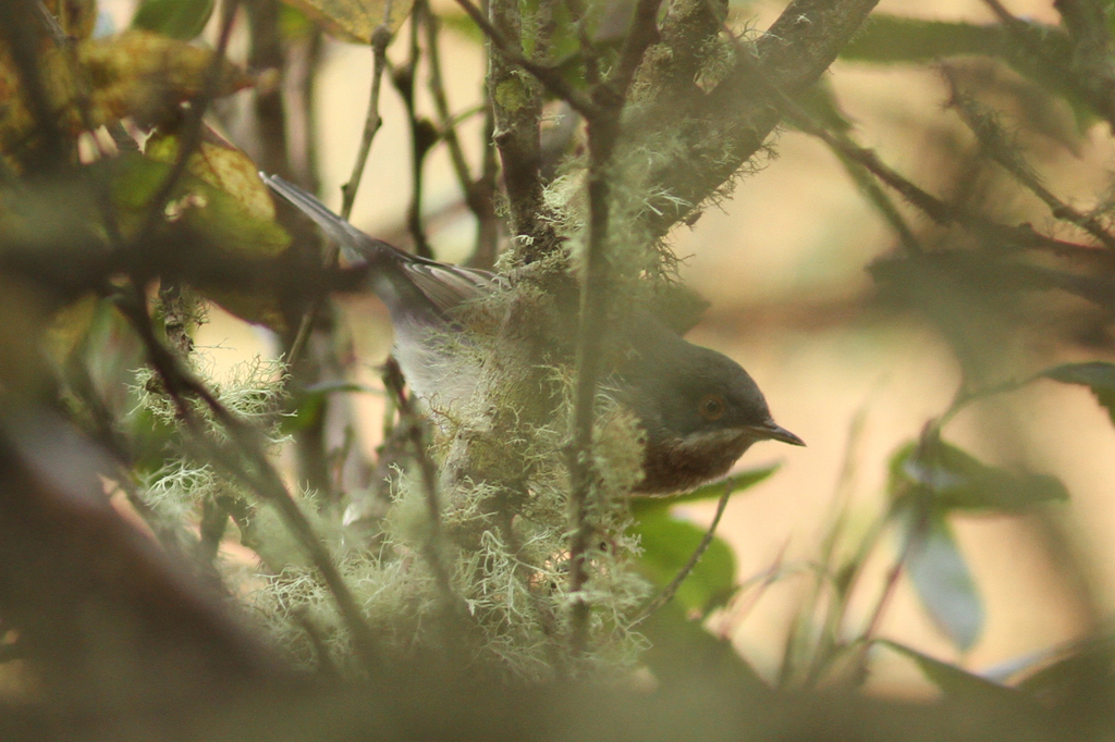Balkan Subalpine Warbler