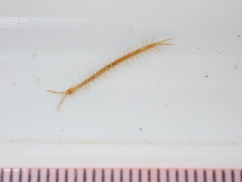 Cave Centipede