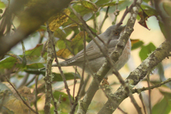 Curruca cantillans albistriata