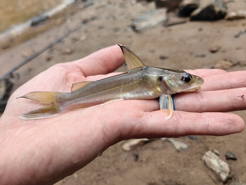 Wagenaar's catfish (Chrysichthys wagenaari) — Claroteidae