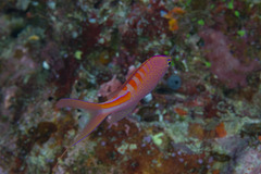Pyronotanthias lori
