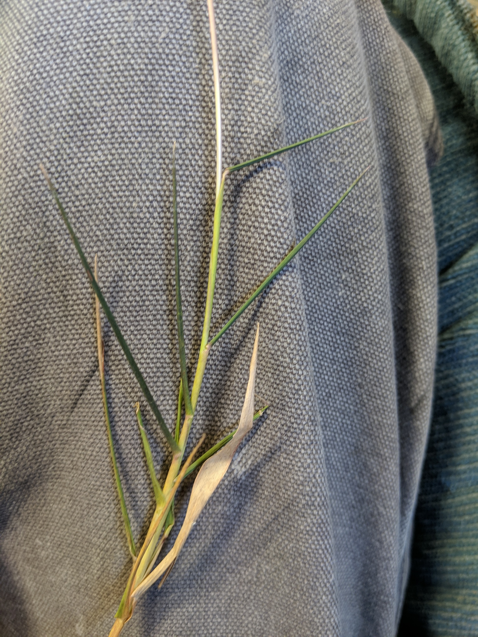 Gymnopogon chapmanianus