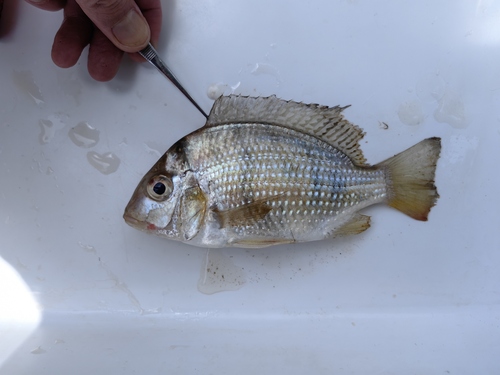 Congo sandsifter cichlid (Tylochromis lateralis) — Cichlidae — 3