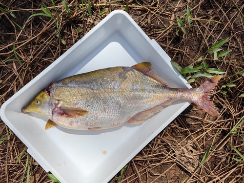 Monteiro's snoutfish (Marcusenius monteiri) — Mormyridae