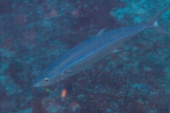 Elagatis bipinnulata