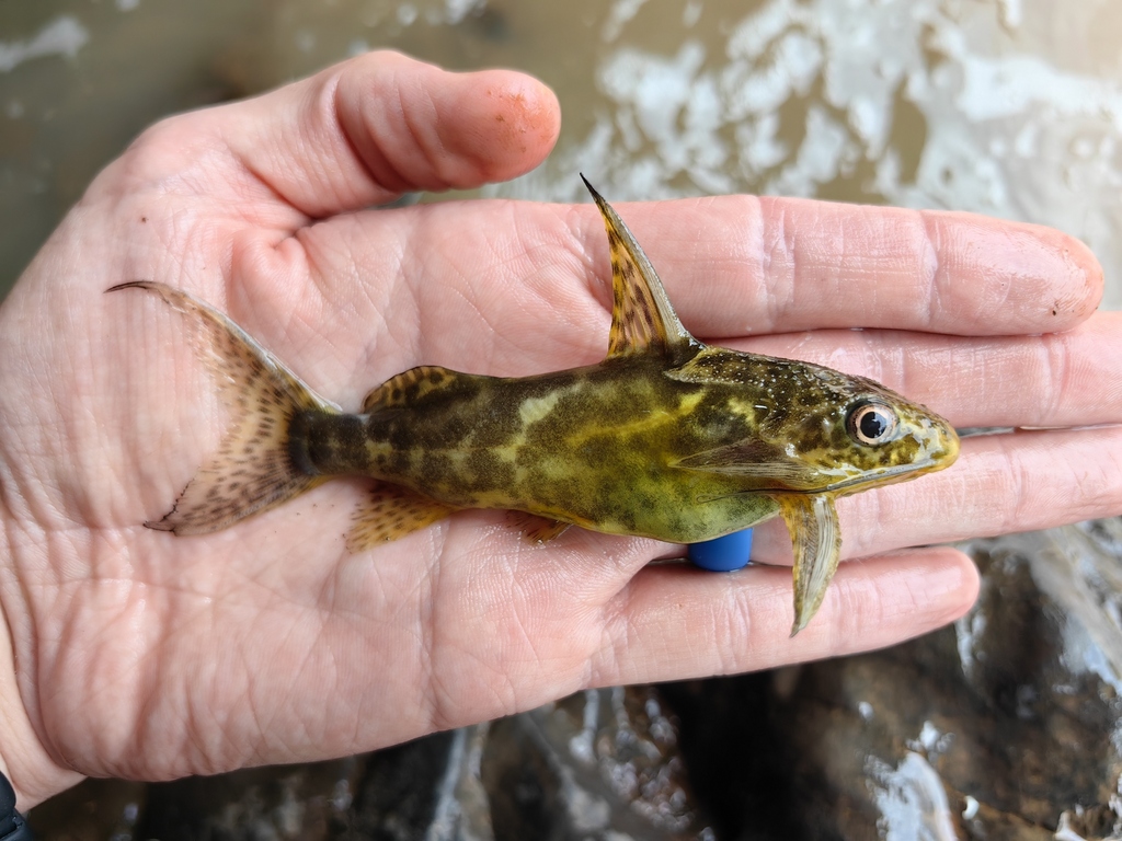 Greshoff's squeaker (Synodontis greshoffi) — Mochokidae