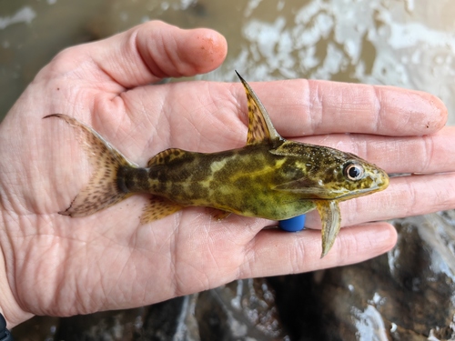 Greshoff's squeaker (Synodontis greshoffi) — Mochokidae