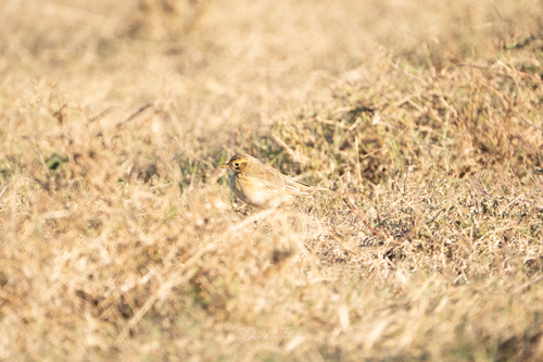 African Pipit (Anthus cinnamomeus), photo 7