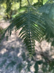 Vachellia pennatula