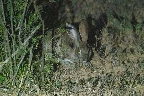 アカクビノウサギ
