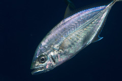 Craterognathus plagiotaenia
