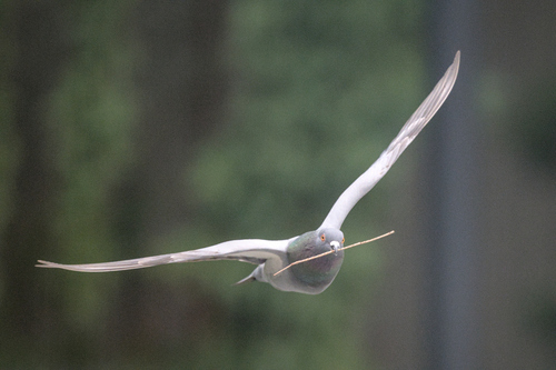 Feral Pigeon photographed in Massachusetts
