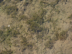 Potamogeton diversifolius