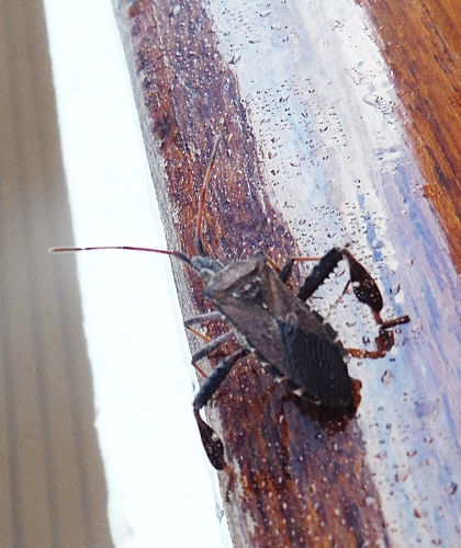 Leaf-footed Pine Seed Bug photo 4