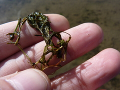 Potamogeton diversifolius