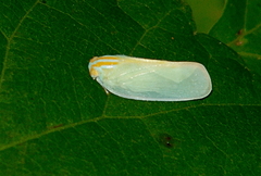 Ormenaria rufifascia