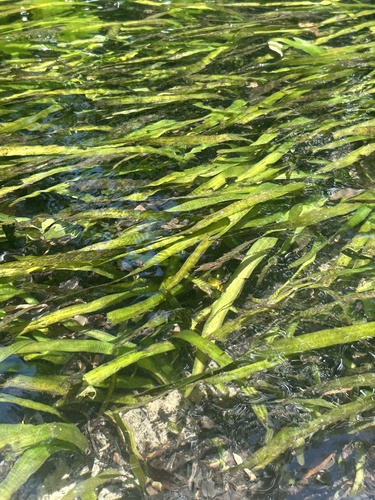 Vallisneria americana