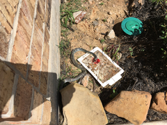 Coluber constrictor anthicus