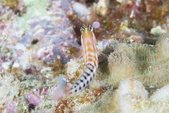 Ecsenius fijiensis