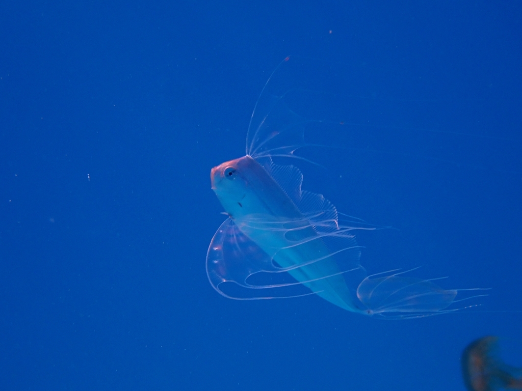 Lintvis (Trachipterus trachypterus) — Trachipteridae