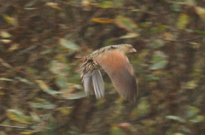 Corn Crake