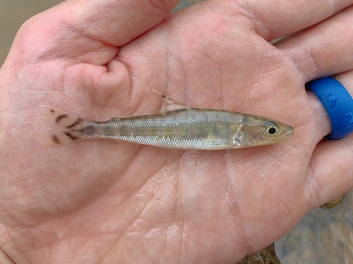 Eugnathichthys (Eugnathichthys macroterolepis) — Distichodontidae — 2