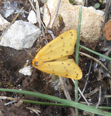 Setina