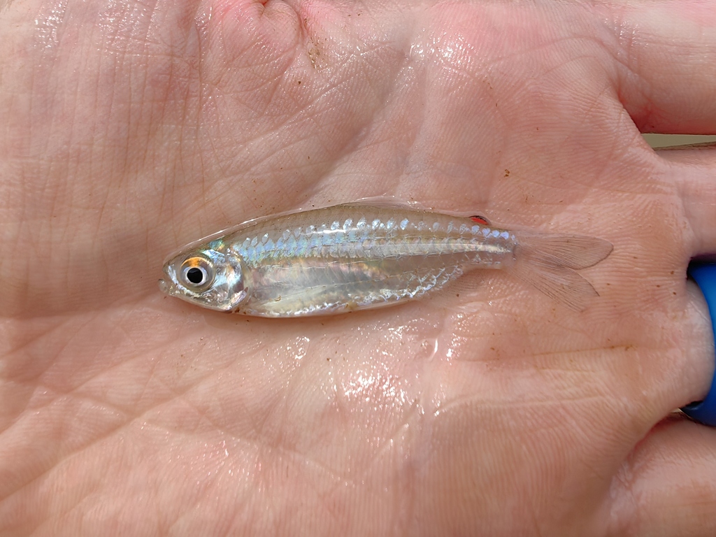 Storms-zilverzalm (Micralestes stormsi) — Alestidae