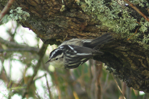 Reinita trepadora (Mniotilta varia)
