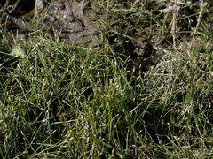 Eleocharis parvula