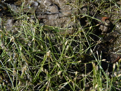 Eleocharis parvula