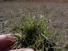 Eleocharis parvula
